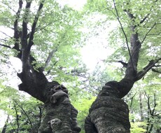 高次エネルギーのメッセージをお伝えし波動を整えます イメージ1