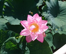 高次からの愛のメッセージをお届け致します 〜チャネリング、霊感、透視でスピリチュアルリーディング〜