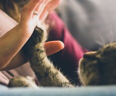 大切な家族⭐️あの子の気持ち視ます ペットちゃんのお気持ちをタロットを使い紐解きます