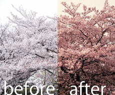 写真を希望の雰囲気にします イメージ1