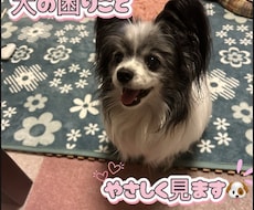 やさしく犬の困りごと見ます イメージ1