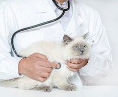 獣医師がペットのお悩みにお答えします 動物病院に行かなくても気軽に獣医師に相談できちゃいます！