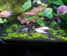 初心者←アクアリウムのアドバイスします イメージ1
