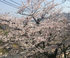 妊活中の中学高校の元理科教員が教育相談に乗ります イメージ1