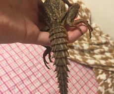 飼い方の載ってない虫や爬虫類の飼い方教えます イメージ1