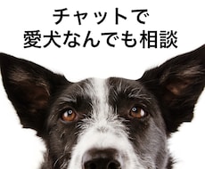 チャットで愛犬のことなんでも相談に乗ります イメージ1