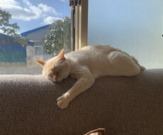 猫の悩み聞きます イメージ1