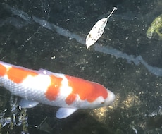 好きな人の気持ち占います あなたが不安に思っていること、占います！