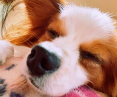 睡眠関連摂食障害の苦しみを共有します イメージ1