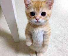 パソコンに困ってる方、お教えいたします。 イメージ1