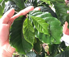 プロが植物に関するお悩み解決致します イメージ1