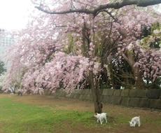 健やかな愛犬ライフな役立つアドバイスをいたします イメージ1