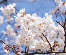 1500文字1000円で高品質な記事を納品します 1記事1500文字以上で高品質な記事の納品を心がけます