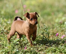 初心者飼い主さんに犬との暮らし教えます イメージ1
