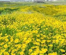 霊視でお気持ち、近未来を深掘りします イメージ1