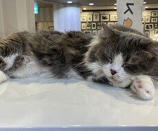 新社会人さんの仕事の悩み聞きます イメージ1
