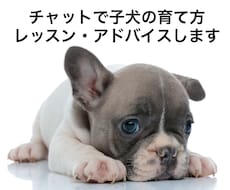 チャットで子犬の育て方レッスン・アドバイスします イメージ1