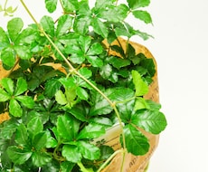 観葉植物のお困りごとや相談承ります イメージ1