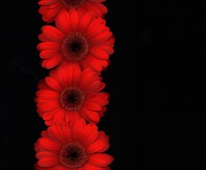 花を使ったおしゃれなアート写真を提供します イメージ1