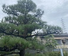お庭の伸びた木の切り方説明させていただきます イメージ1