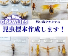 昆虫標本作成します イメージ1