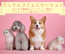愛するペットとチャットで対話できます アニマルコミュニケーション 30分