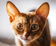 思い出を形に残すペット撮影致します プロ品質で愛犬・愛猫の一瞬を美しく