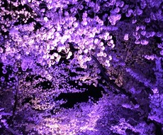 すべて再配布OKの情報商材120点提供します イメージ1