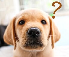 ブログ相談｜ＰＶ収益を上げるアドバイス行います どうやったらアクセスと収益が増えるの？とお悩みのアナタへ！