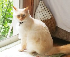身近な人には話し辛い愚痴やお悩みをお聞きします イメージ1