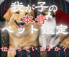 ペット鑑定｜我が子の本音や天国からの声を聴きます イメージ1