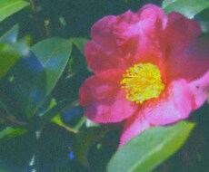 写真の加工致します。 イメージ1