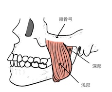 歯科に関する広告やポスターを作ります このように作って欲しいという具体的な構想ができている方用