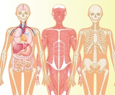 分かりやく見やすい！医療・解剖イラストを作成します 医療系イラスト実績あり！WEB・資料・論文作成をサポート！