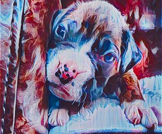 Big mam Dog相談します イメージ1