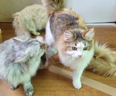 猫ちゃんに関する悩みや相談のります イメージ1