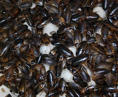 餌代を浮かそう！ 餌用ゴキブリの繁殖方法を教えます イメージ1