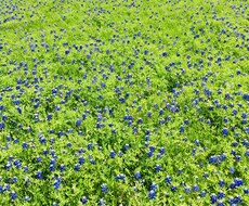 あなたの幸せを叶えます イメージ1