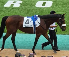 競馬予想のお手伝いをします