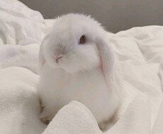 九星気学で占います イメージ1