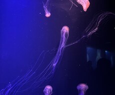 なんでも聞きますただの大学生でございます イメージ1