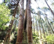 復縁、恋の悩み解決します 復縁したくて悩んでいる方、恋が思うように進まない方占います