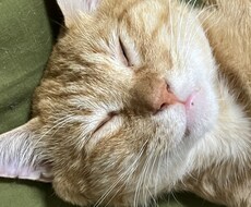 猫の飼い方を教えます イメージ1