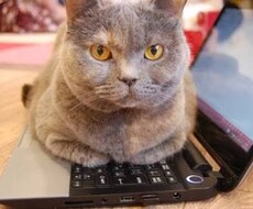 テキスト文章に画像挿入します ご自身のブログが味気なく感じる方、画像の選定や挿入が苦手な方