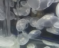 心の重荷をふわっと軽くする　クラゲがお話聞きます イメージ1