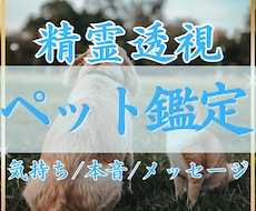 精霊透視✴︎ペットの気持ちを翻訳します 今、あの子が一番伝えたい想いを読み解きます