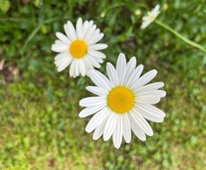 話し相手が欲しい方…毎日一緒に過ごします イメージ1