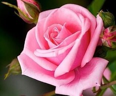 あなたへ今必要なメッセージをお伝えします 【悩み相談室】今すぐ答えが欲しい時、気軽に質問してください。