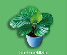 植物のレタッチ、切り抜き、加工出来ます イメージ1