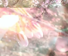 人間より長寿の❀桜の樹その精霊に貴方の幸せ聴きます イメージ1